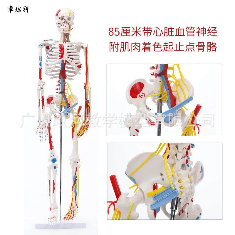 85CM人体骨骼模型带神经血管肌肉起止点着色骨架骷髅人体全身模型