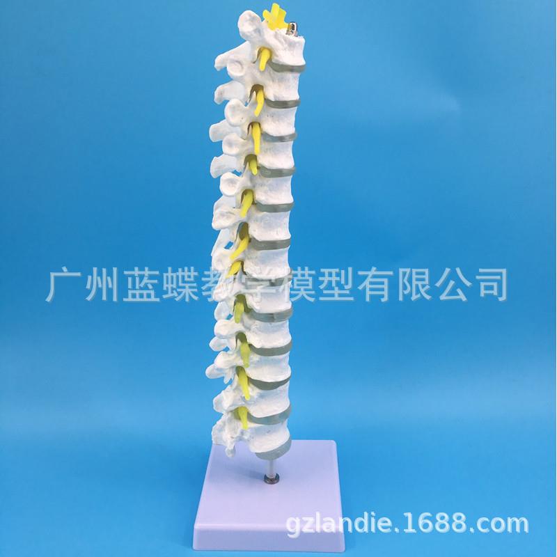 胸椎带椎间盘与脊神经 人体胸椎骨 脊椎骨模型 全胸段脊椎排列
