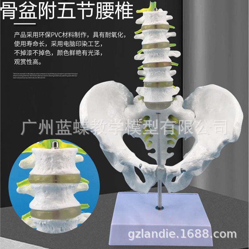 五节腰椎带骨盆模型 骨盆模型 腰椎模型 男性盆骨带五节脊椎模型