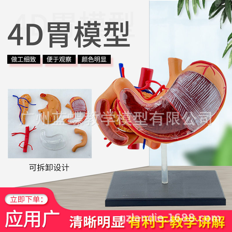 胃解剖拼装模型 人体器官解剖模型 幼儿教育益智模型4D胃模型