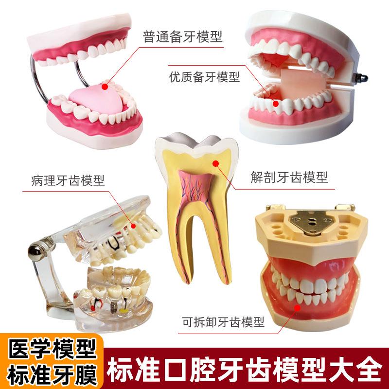 人体牙齿结构解剖模型口腔牙模具假牙仿真牙科拔牙教学可拆卸备牙