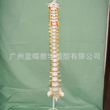 自然大脊柱附近椎间盘神经模型 成人1：1比例脊椎 颈椎 胸椎 尾椎