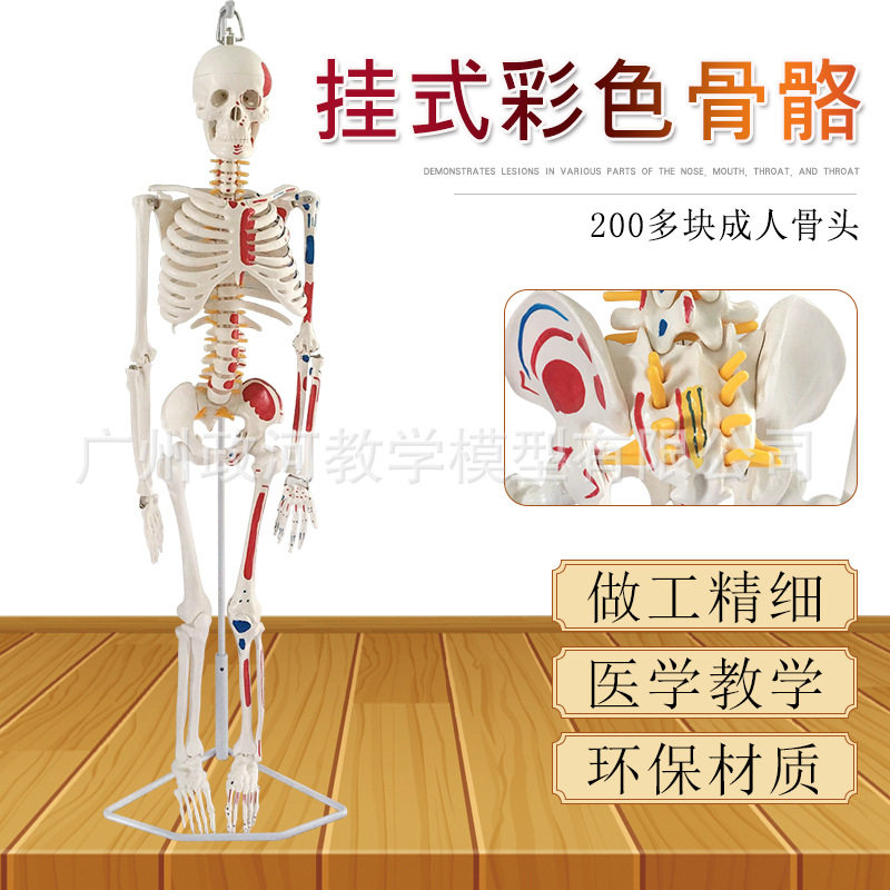 85CM人体骨骼模型附神经椎间盘 医用骨架模型 脊椎神经模型 脊柱