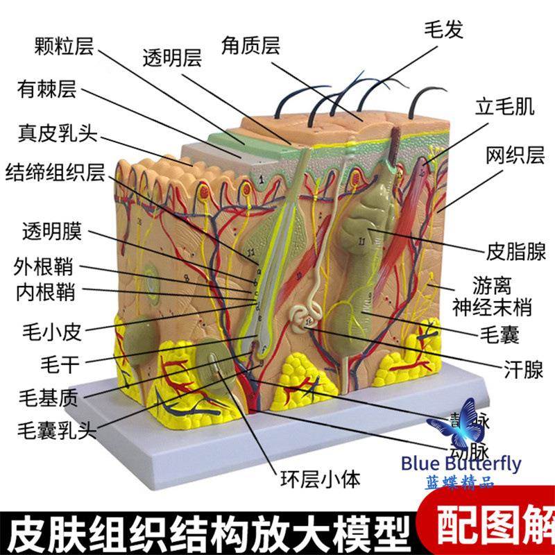 人体皮肤结构解剖模型组织层次放大皮肤构造具微整形演示美容教学
