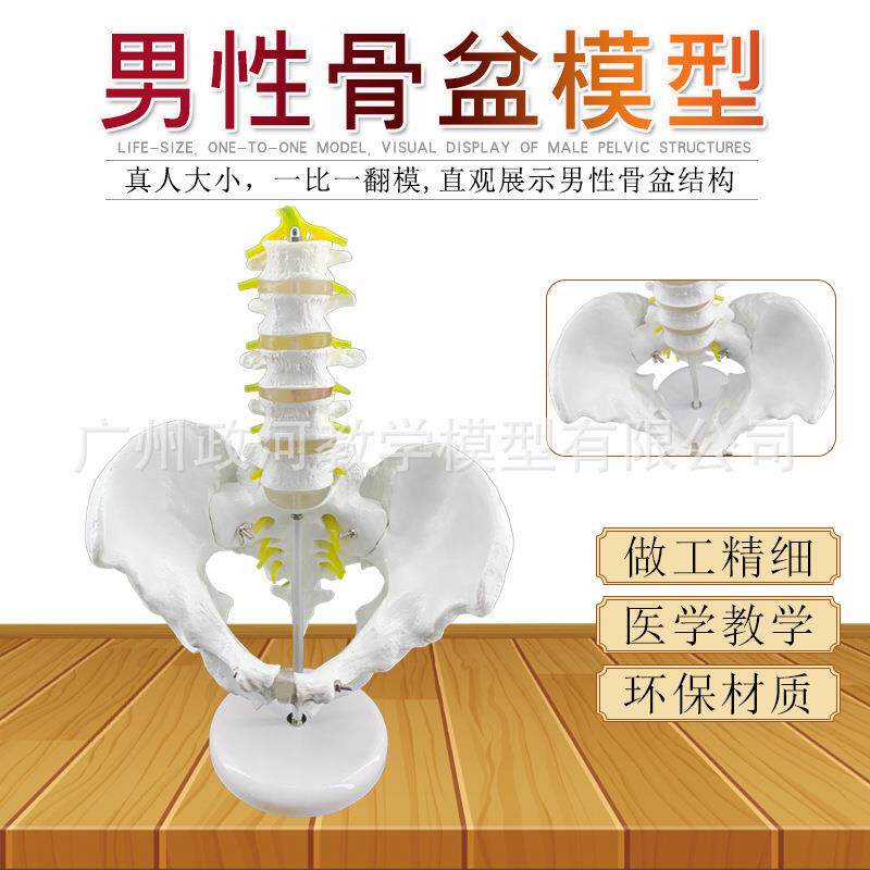 骨盆模型附五节腰椎脊柱模型盆骨模型人体骨骼模型腰椎椎间模型