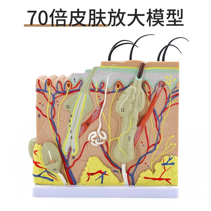 70倍放大版 人体皮肤组织结构解剖模型 微创皮肤管理美容整形教学