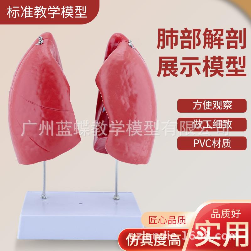 自然大肺解剖 医学人体肺段肺解剖模型 呼吸系统肺段胸外科呼吸科