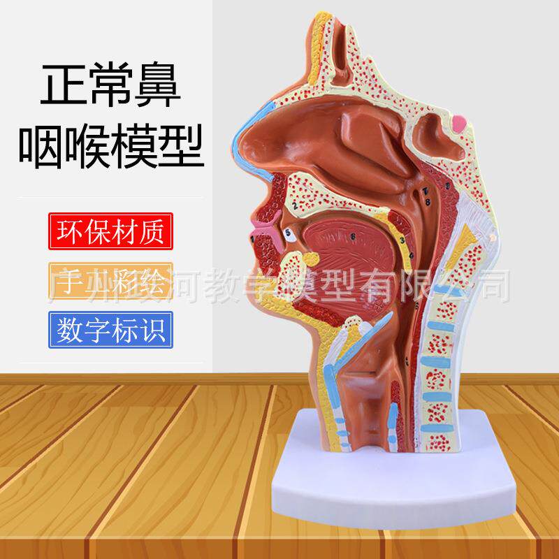 科教正常人体鼻腔口腔咽喉解剖模型 正中失壮断耳鼻喉科鼻腔模型