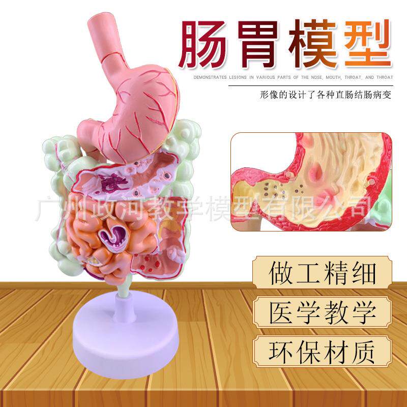 人体消化系统模型 胃解剖 大肠 盲肠 直肠 十二指肠 人体内脏构造