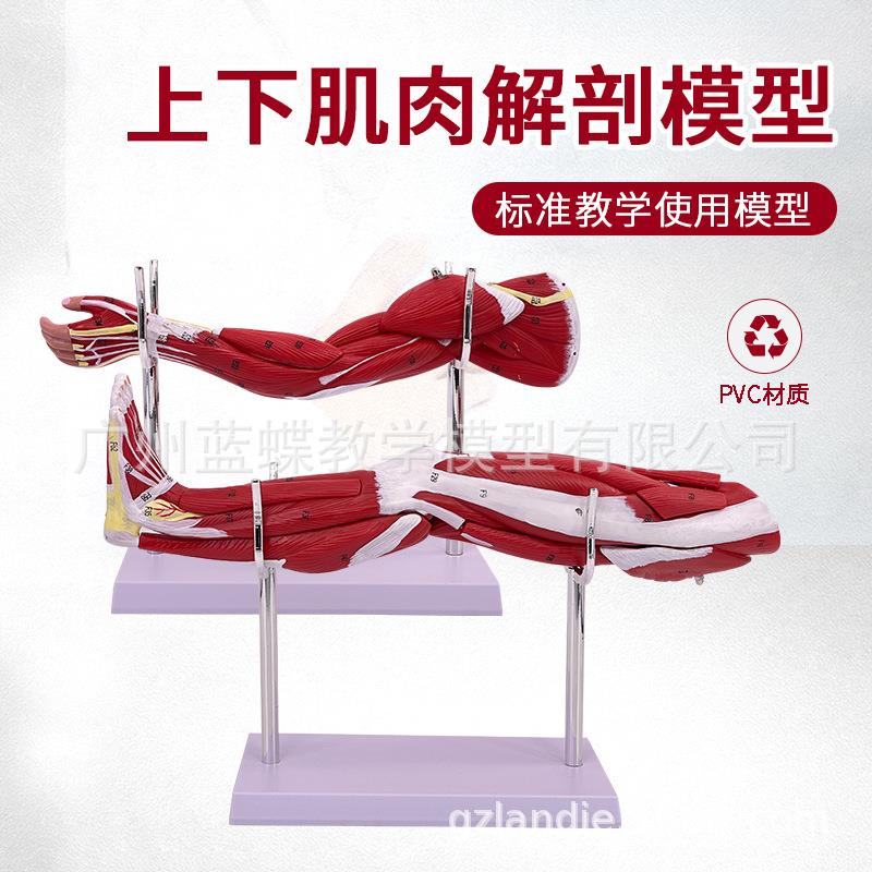 小型 上肢手臂肌肉解剖下肢腿肢肌肉附血管神经 人体肌肉构造模型