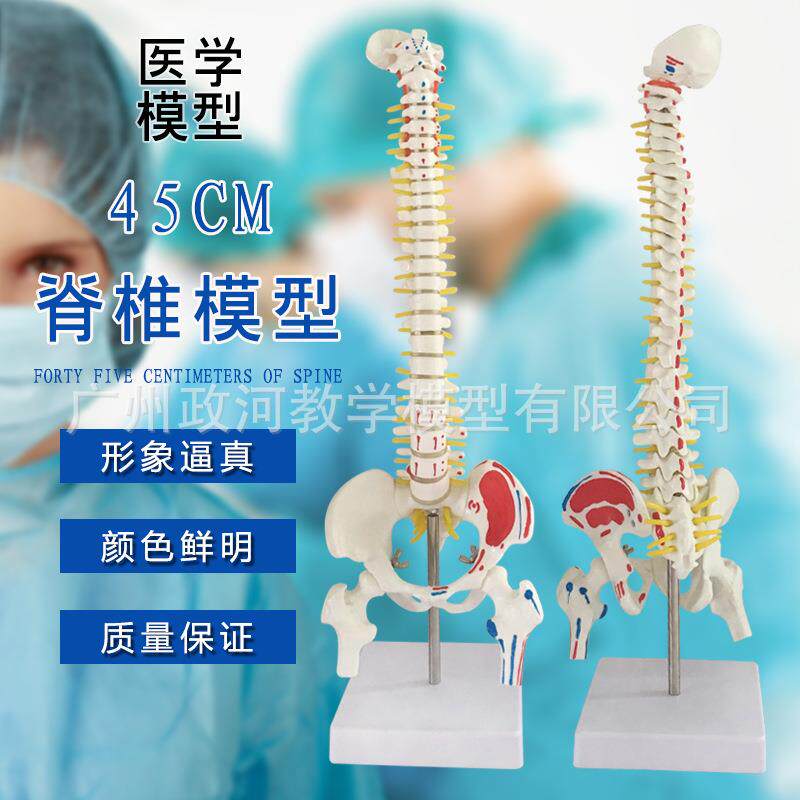 人体脊柱模型45CM正骨脊椎模型颈椎腰椎人体骨骼模型彩色脊椎模型