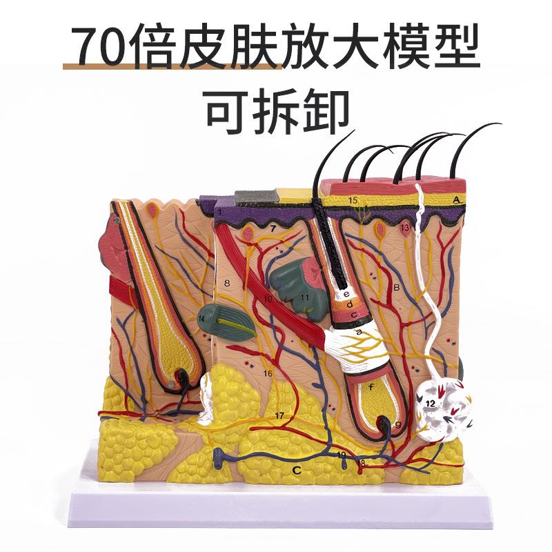 皮肤模型人体毛囊汗腺结构放大70倍毛发生长立体层次美容教学模具
