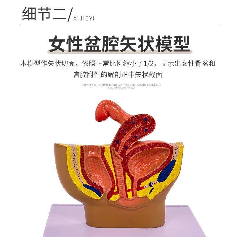 迷你女性盆腔矢状解剖模型女性生殖泌尿系统小型女性盆腔计生演示