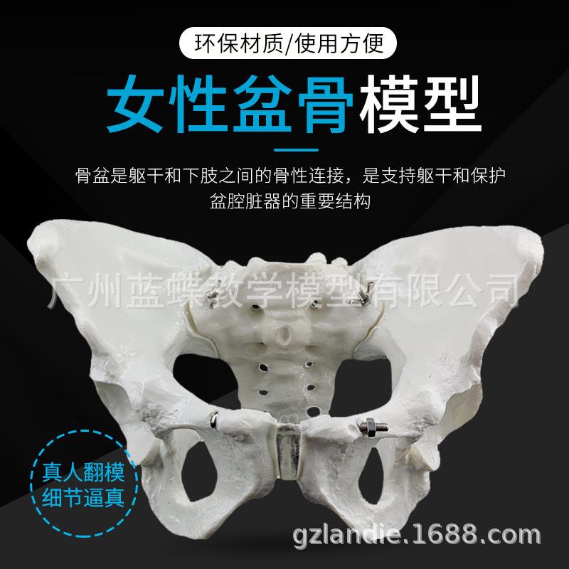 女性骨盆模型 女性盆底肌肉模型 医学助产教学模型人体骨骼模型