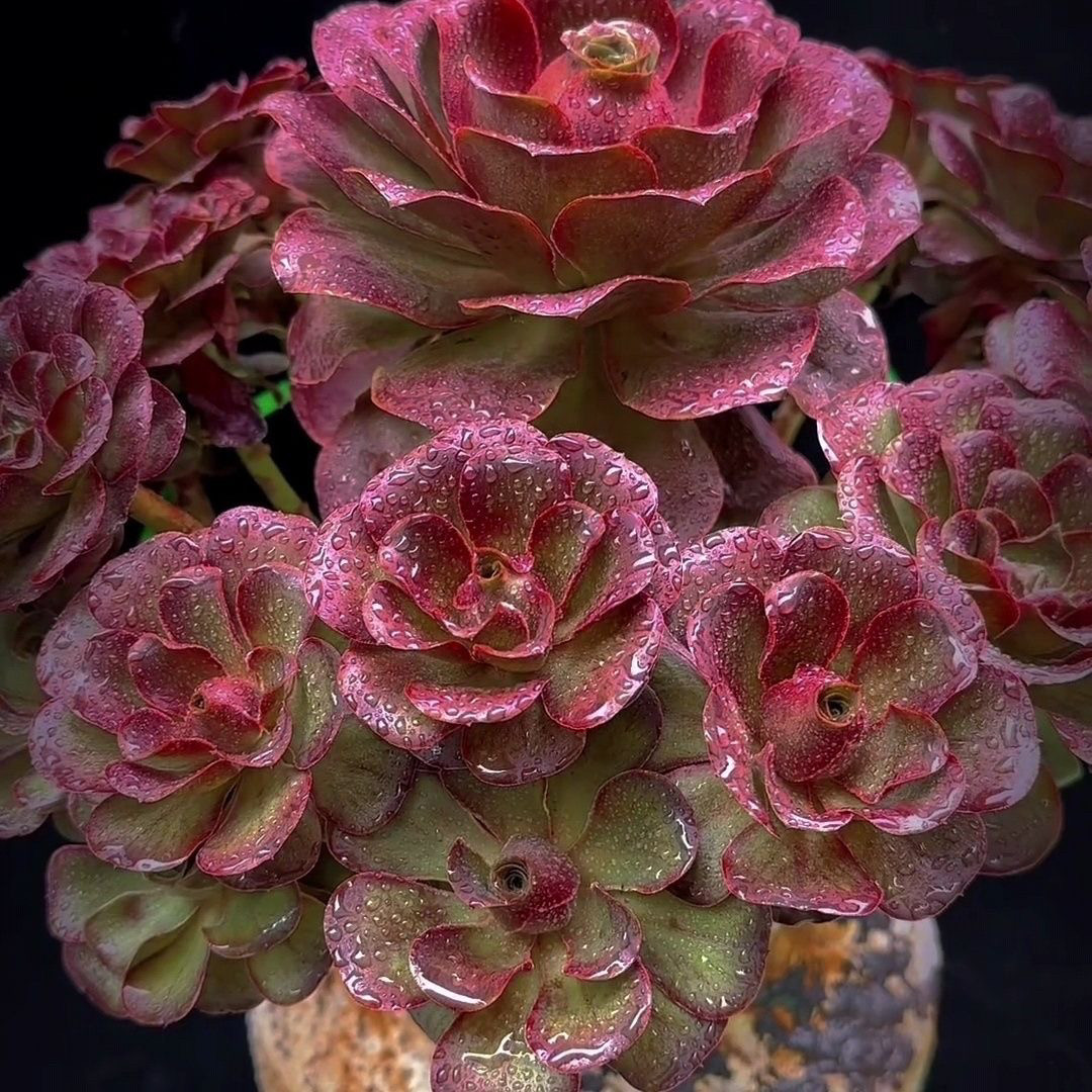 新款魅金玫瑰法师多肉植物好养超大颗肉肉高档老桩盆栽花卉高颜值-淘宝网