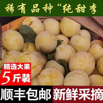 Freshly picked Sichuan plums 5 pounds of fresh fruit ripe on the tree sweet honey plums in season
