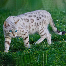 Bengal leopard cat kittens purebred race-level pedigrees snow leopards silver leopards golden leopards toy tiger pet cats live cubs