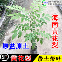 Authentic Hainan huanghuali tree bonsai bonsai high-quality precious seedlings Dalbergia rosewood saplings seeds seeds