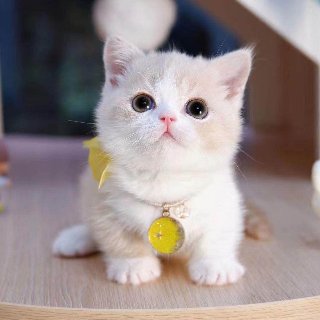 猫咪控必入！中华田园猫橘猫幼崽狸花猫纯黑猫白猫奶牛猫小三花可爱蓝猫