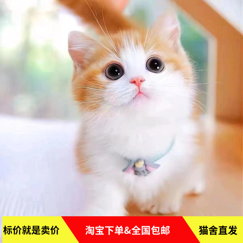 猫咪控必入！中华田园猫橘猫幼崽狸花猫纯黑猫白猫奶牛猫小三花可爱蓝猫