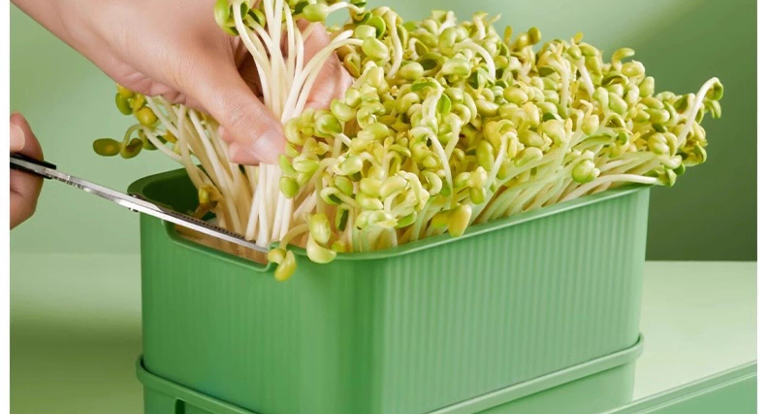 Рассада/питание 育苗盘种植发芽盆大容量家用豆芽机发豆芽专用盆神器生黄绿豆芽罐