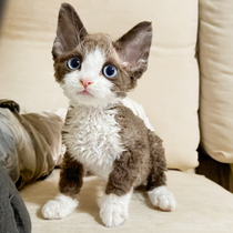 German curly kitten purebred pure white with different pupils black and white open face tabby non-shedding blue eyes pet cat