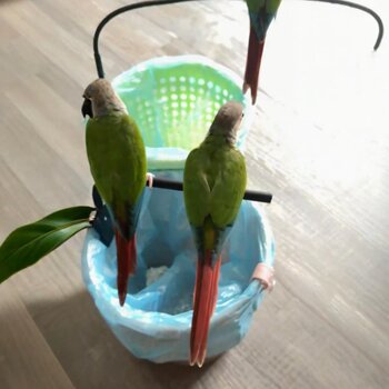 Parrot trash can defecation stand pole fixed-point defecation stand resistant to bite and grinding mouth and claws station stick bird toy