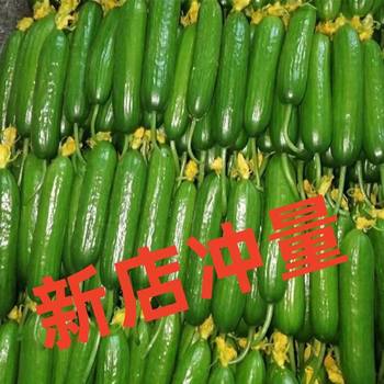 Freshly picked fruits, cucumbers, fresh cucumbers, green melons, crispy, tender, sweet white jade flower melons eaten raw