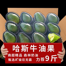 Fresh avocados 10 large fruits in season fresh fruits for pregnant women ripe ready-to-eat sweet avocados whole box