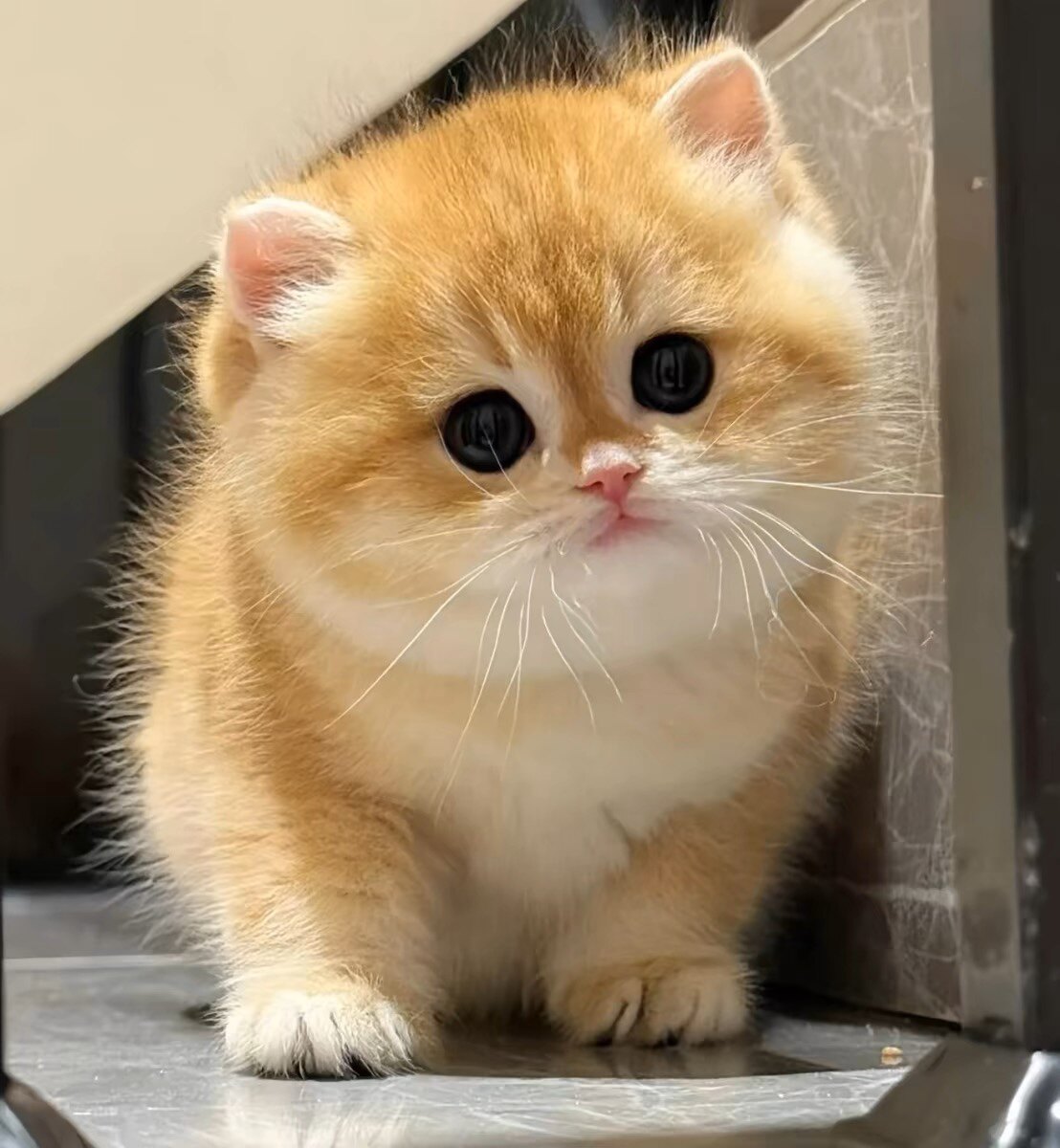猫咪猫咪猫咪的LOGO