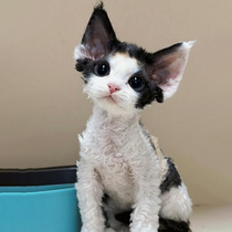 German curly purebred black and white open-faced different-pupil non-shedding German dog tabby blue-eyed kitten