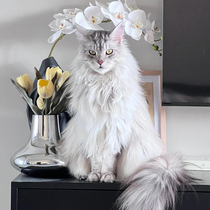 Maine Coon kitten purebred competition grade smoke gray silver brown tabby big feet giant Russian Coon cat pet cat live