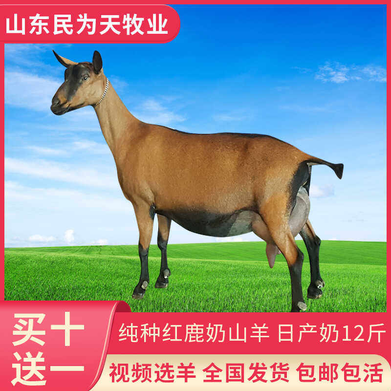 奶山羊选购指南：萨能、吐根堡、黑奶羊，哪款适合你？🌟深度解读--淘宝