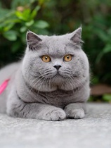 Pure breed blue cat young cat living English short blue and white cat cub with short foot folded ears UK short hairy cat pet kitty living things