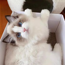 Purebred ragdoll kitten blue double sea two-color fairy cat competition level ragdoll kitten blue eyes live animal pet cat