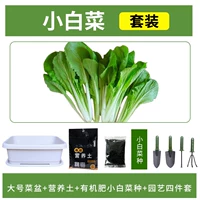 [Капуста] Большой белый горшок+10L Пищевая почва+удобрения+четырехэтапный набор