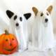 Corgi dog clothes Halloween cosplay ghost costume small and medium-sized pet dog cloak hood transformation costume