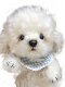[Material Pack] Bichon Teddy Dog Handmade Joint Doll Puppy DIY Material Pack Sewing Fabric Doll