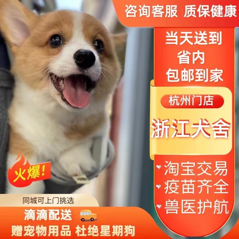 (Zhejiang Dog House) Kokie Puppies Pure Breed Kokie Dog Three Bicolor Short Leg Cub Small Dog Training-Taobao