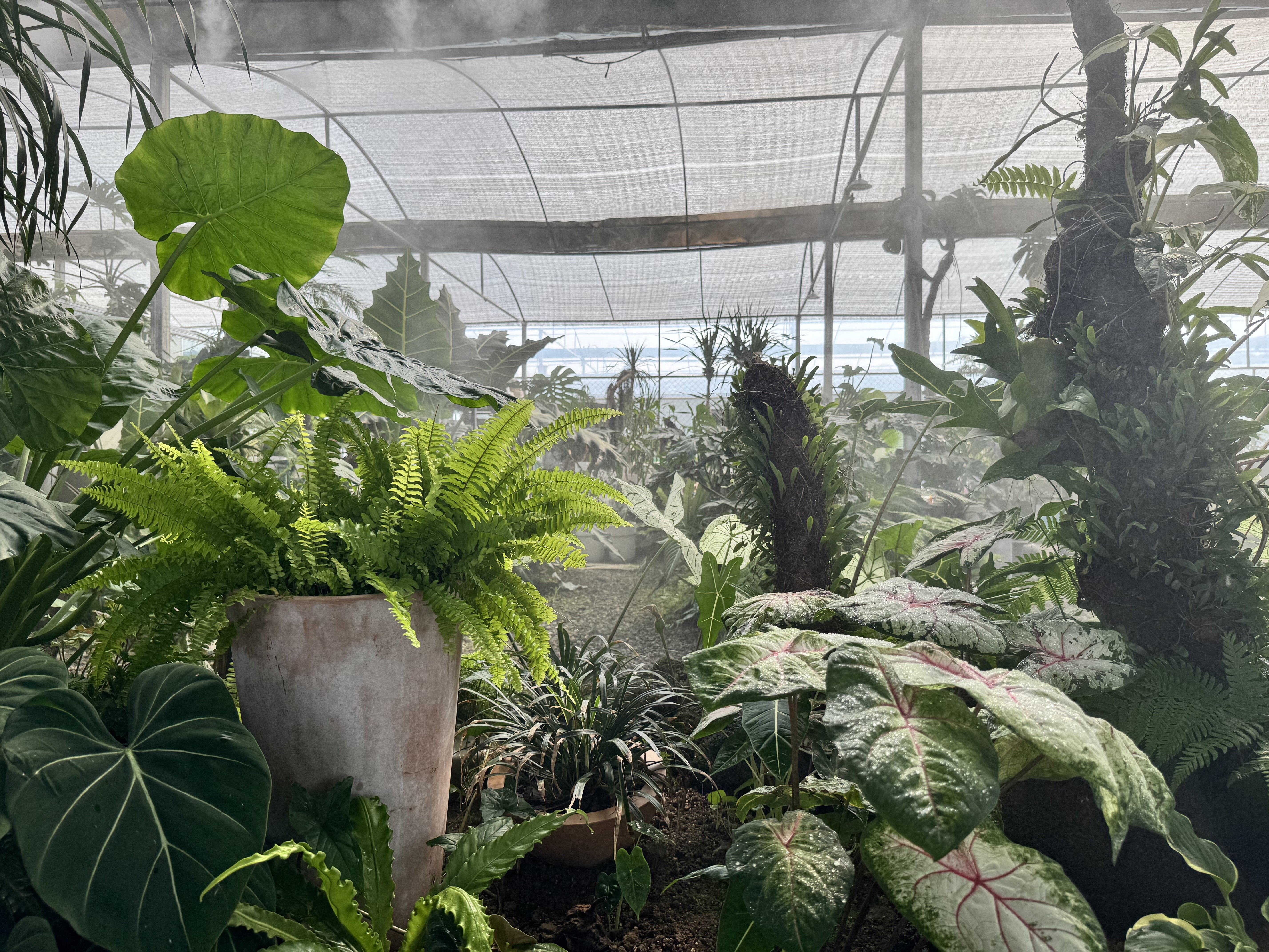 永恒植迹的LOGO