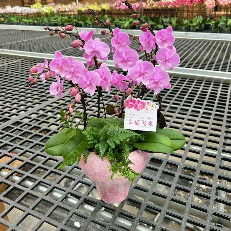 Xizhou Gardening High-Quality Phalaenopsis Orchid European Style [Yucheng Prince] 6-Flower Artistic Arrangement