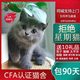 British short blue cat kitten silver gradient cat live animal purebred cat house beautiful short big cat live British short haired cat