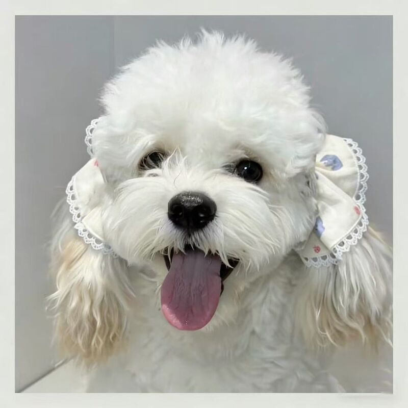 Ear Flower Collection: Big-Eared Dog Meika Kukabu Pet Ear Covers, Internet-Famous, Cute, Prevents Messes While Eating Ear Flower Collection: Big-Eared Dog Meika Kukabu Pet Ear Covers, Internet-Famous, Cute, Prevents Messes While Eating