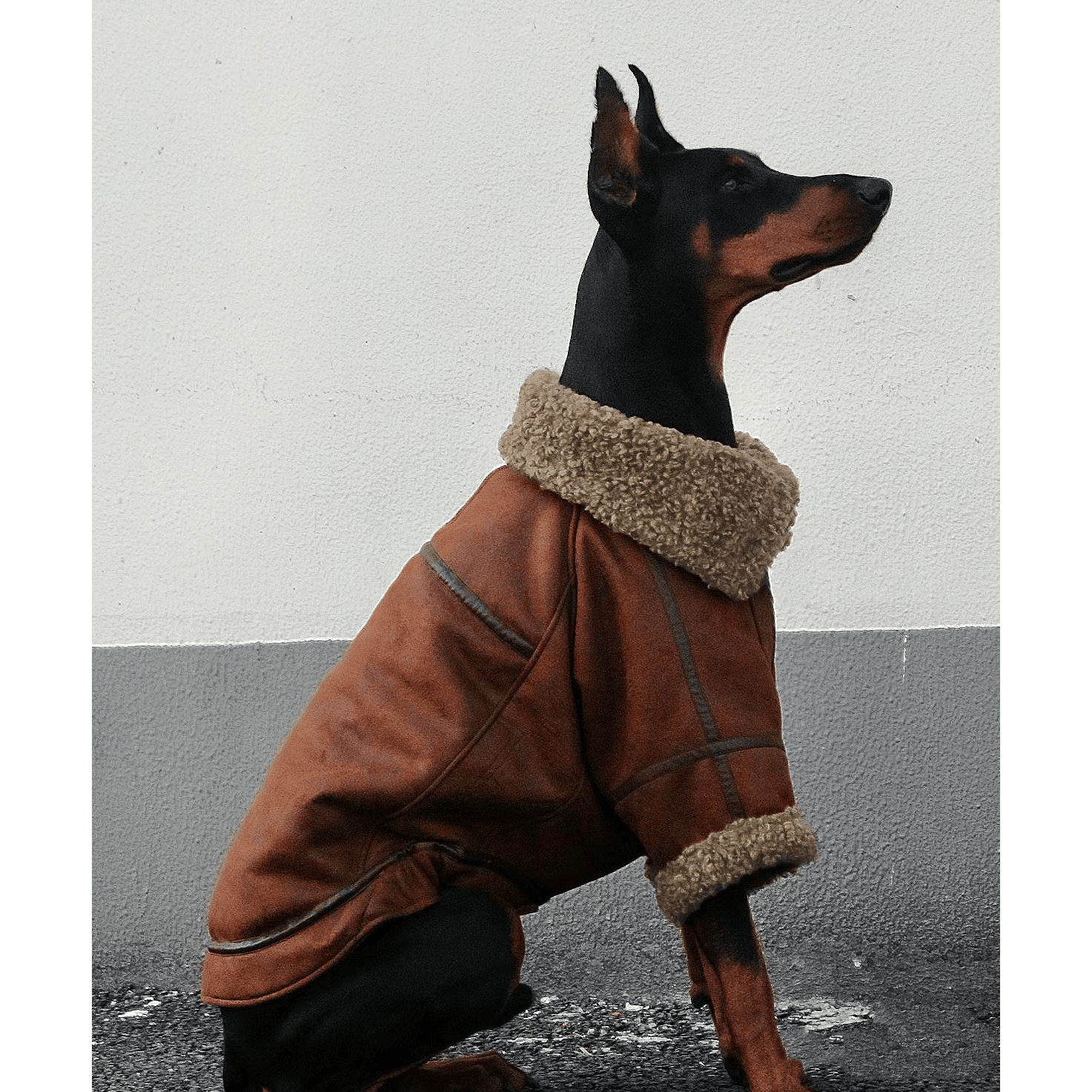 fall/winter essentialstylish dog apparel: dress your furry friend in a  trendy leather jacket!