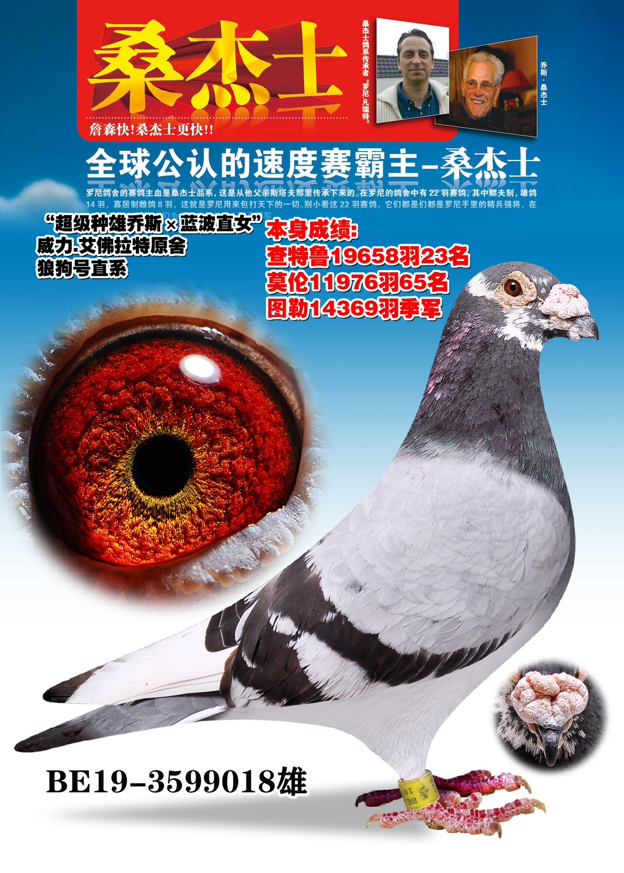 信鸽苑赛鸽