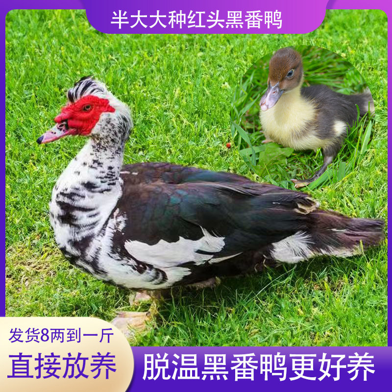 裕丰家禽店铺的LOGO