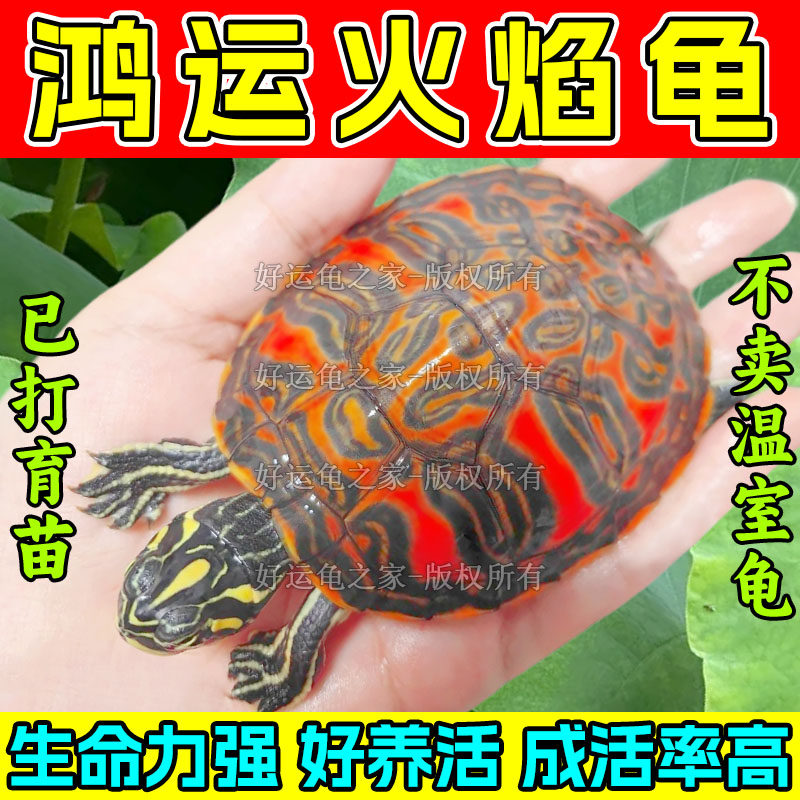 🔥火焰龟深水龟鱼缸混养,观赏养护两相宜!🌊-龟-淘宝好物网