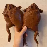 Сахарная тростника