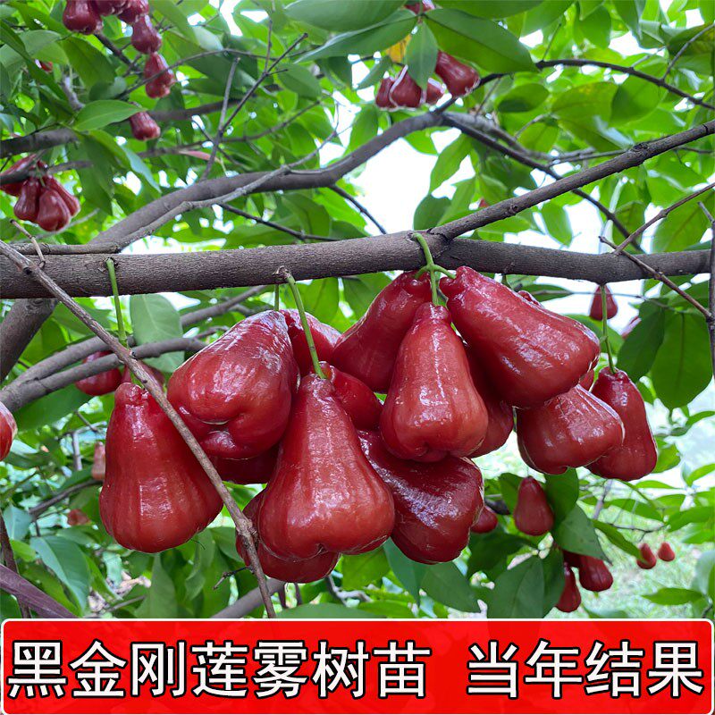 特大 レンブ取木苗木 台湾黑金剛 蓮霧 花付き！特大 レンブ取木