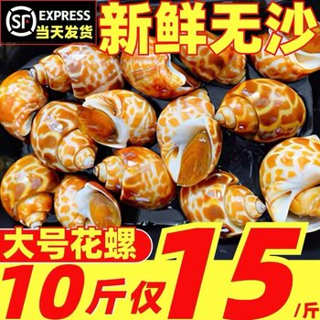 Flower snail fresh frozen fresh extra large conch fragrant snail dongfeng snail seafood aquatic shellfish